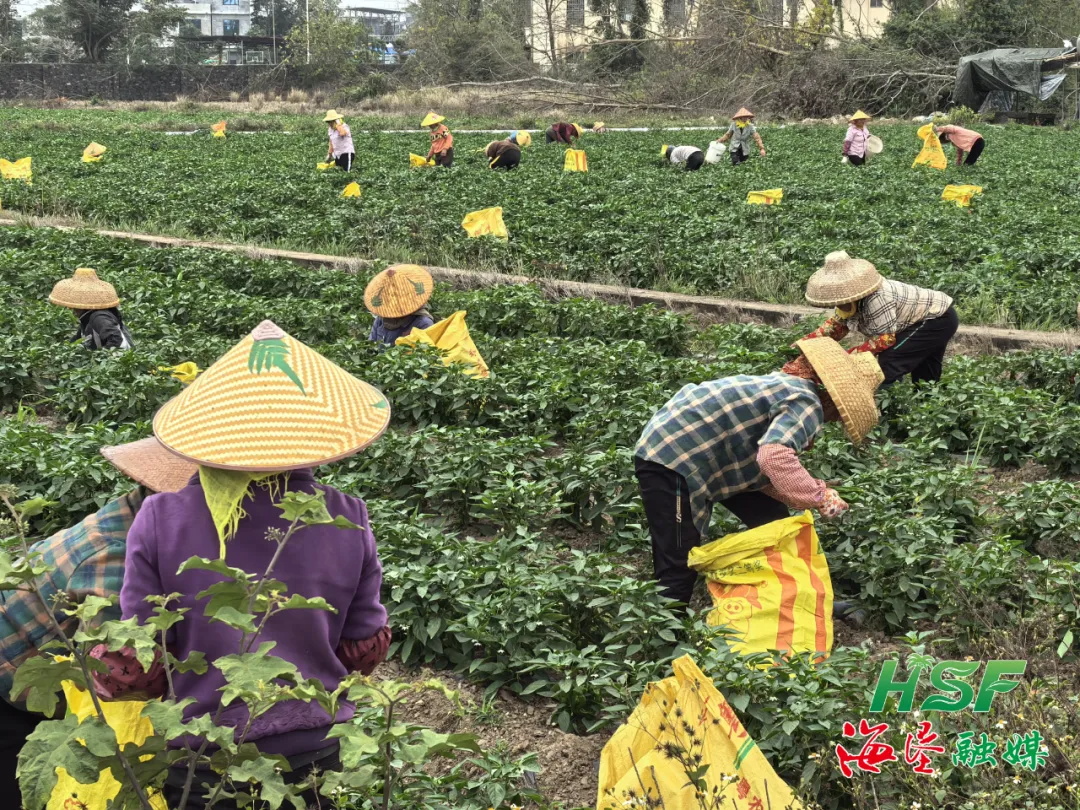 海墾集團(tuán)僅用一天時(shí)間助力臨高銷(xiāo)售辣椒11萬(wàn)斤