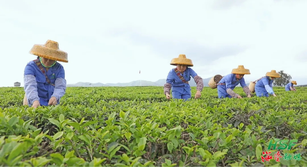 海墾熱作產業集團：茶香咖韻飄四方