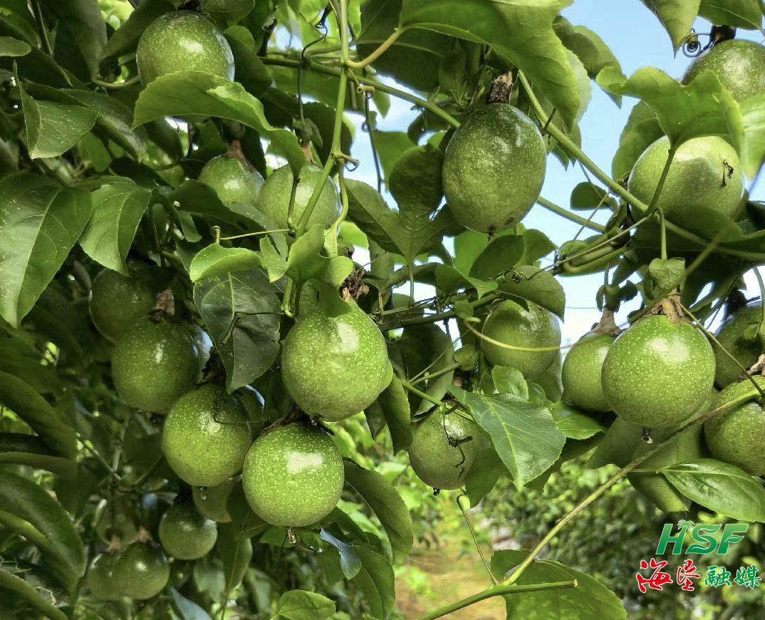 海墾南繁保亭基地公司“欽蜜9號”百香果搶鮮上市