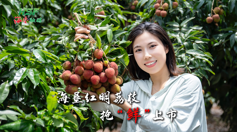 룰렛 사이트 Hongming Lychees는 "Freshness"를 위해 시장에 나와 있습니다