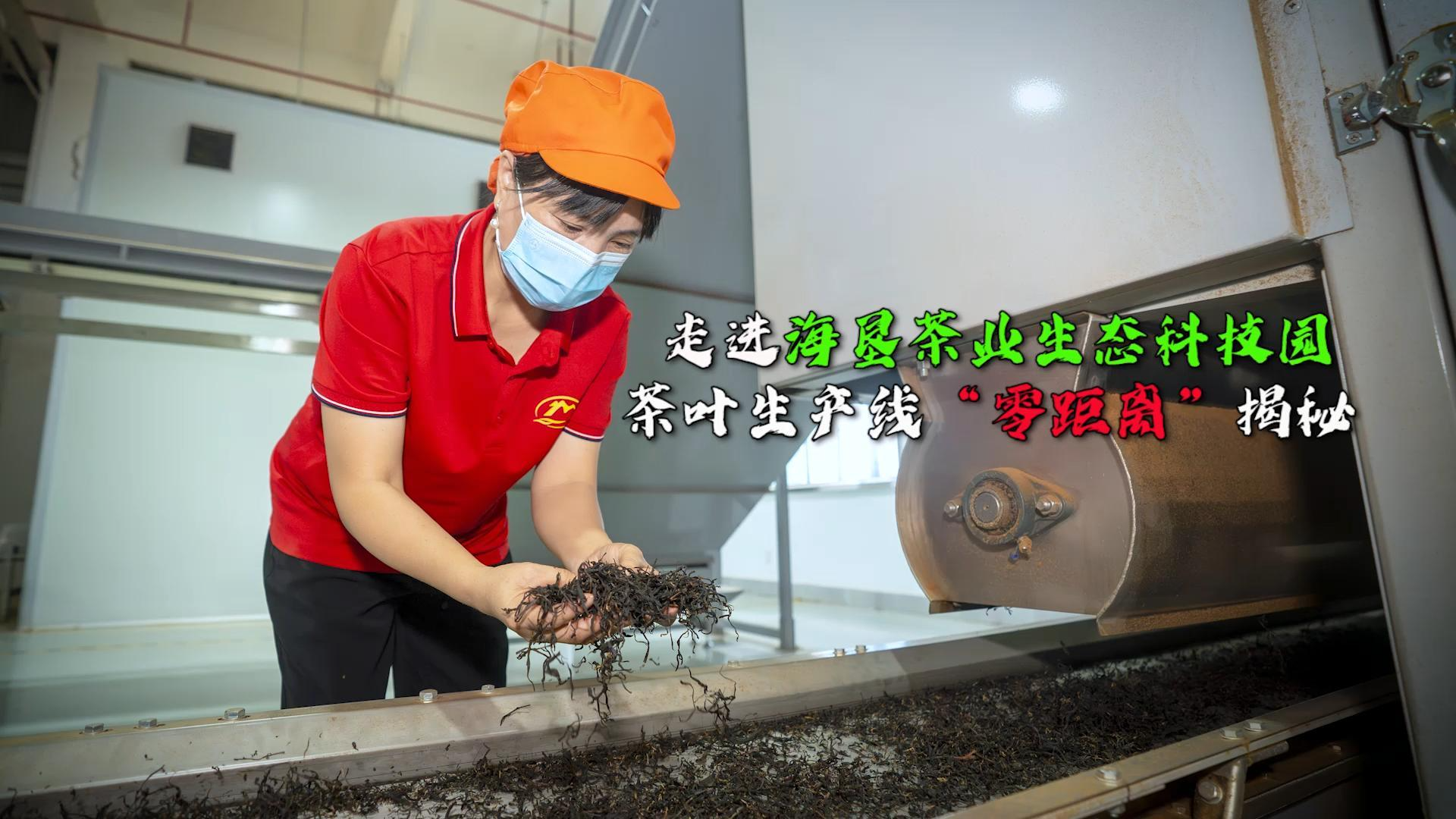 走進海墾茶業(yè)生態(tài)科技園，茶葉生產(chǎn)線“零距離”揭秘