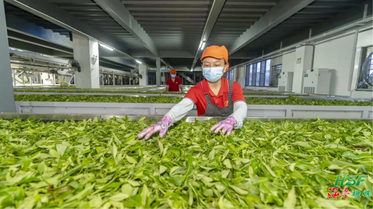 海墾茶業(yè)生態(tài)科技園：夏日茶香飄 科技助農(nóng)忙