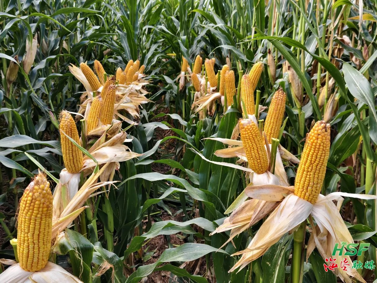 海南農(nóng)墾：以奮斗之姿沖刺全年目標(biāo)