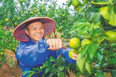 海墾豬業(yè)公司探索以“企業(yè)農(nóng)戶(hù)”模式發(fā)展生態(tài)循環(huán)農(nóng)業(yè) 養(yǎng)殖“包袱”變綠色財(cái)富