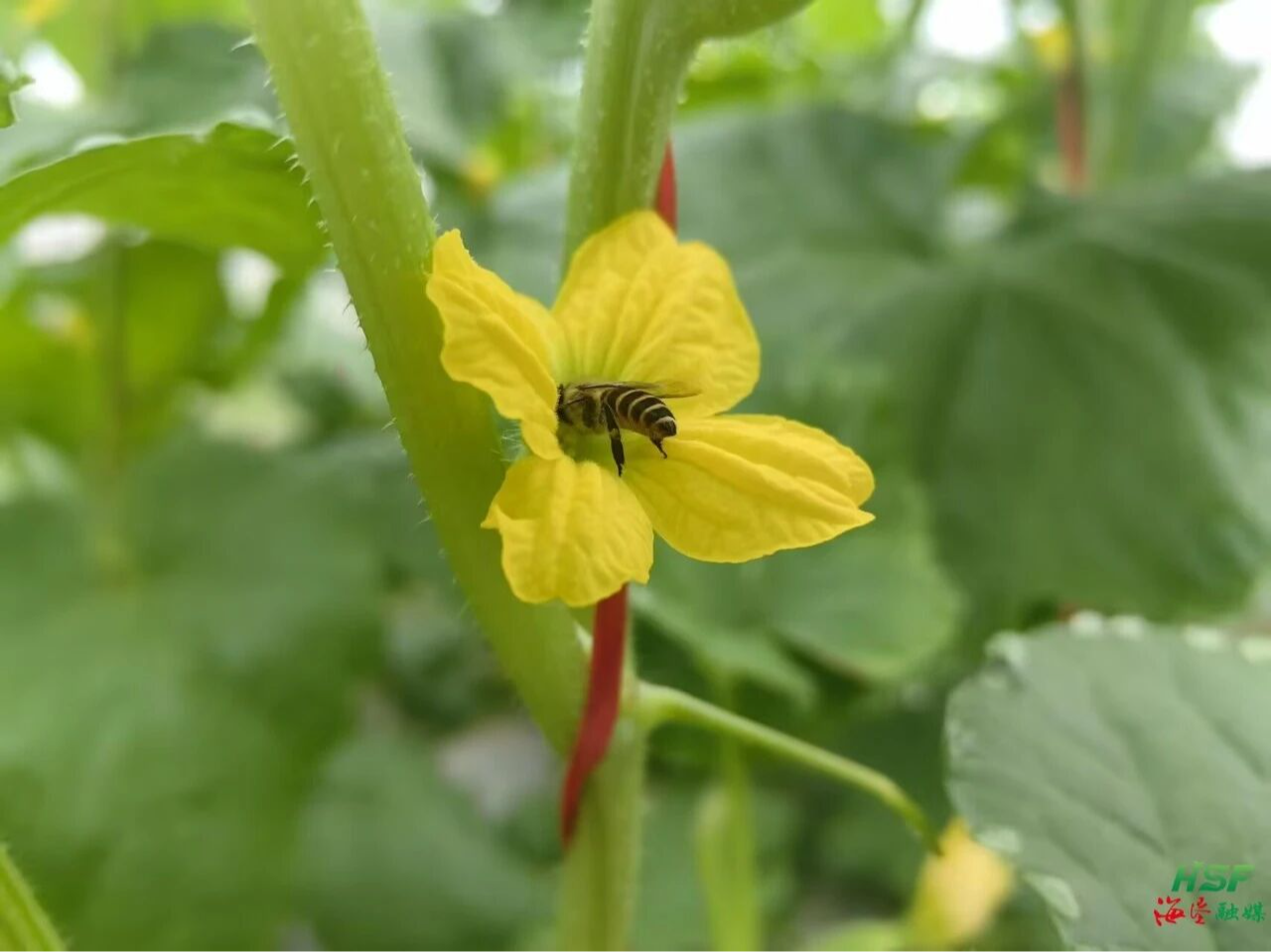 海墾科學(xué)院集團(tuán)派蜜蜂“上崗”讓蜜瓜品質(zhì)更優(yōu)