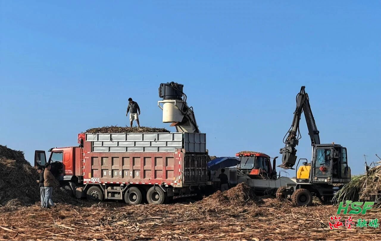 海垦垦地融合公司6693亩糖蔗进入收获期