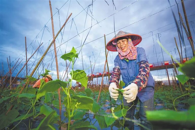 海南南繁种业集团构建&ldquo;种源种业种市&rdquo;产业生态圈