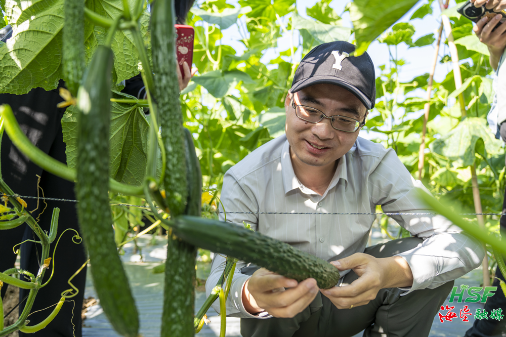 海南自貿港全球黃瓜品種展示會啟幕