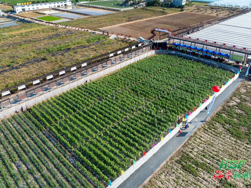海南自貿港全球市場黃瓜品種展示會開幕