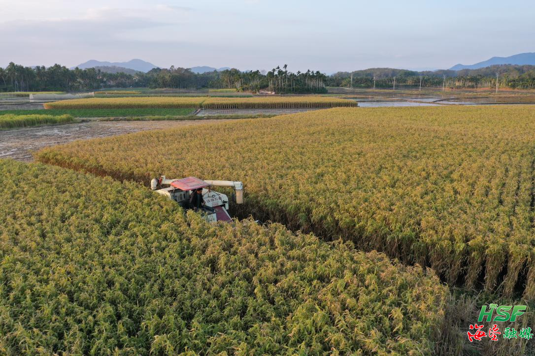 海墾神泉集團200多畝薏米進入收割期