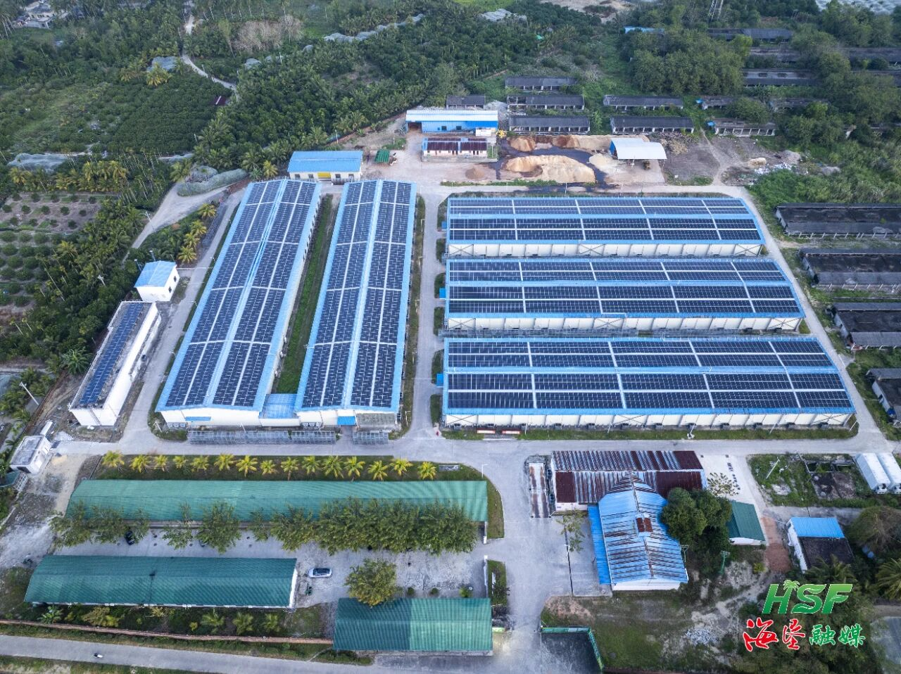 上新！東新農場公司食用菌種植基地成功試產杏鮑菇