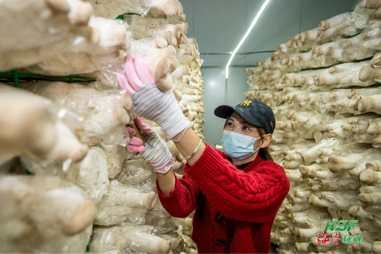 東新農場公司食用菌種植基地杏鮑菇迎來首次采摘